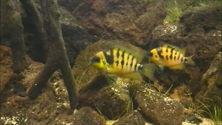 Yellow Dwarf Cichlid (Amatitlania nanolutea)