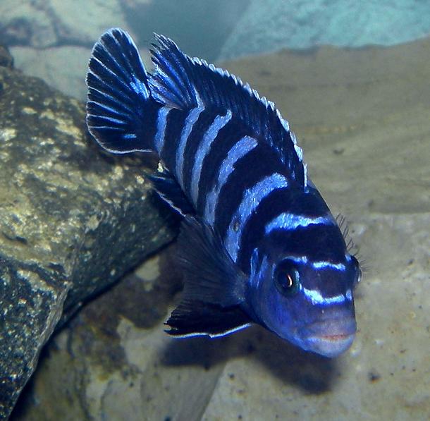 Demasoni Pombo (Chindongo demasoni)