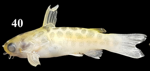 Sadi (Duringlanis perugiae)