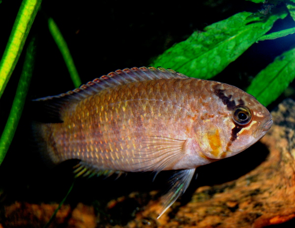 Acará Zebra (Nannacara adoketa)