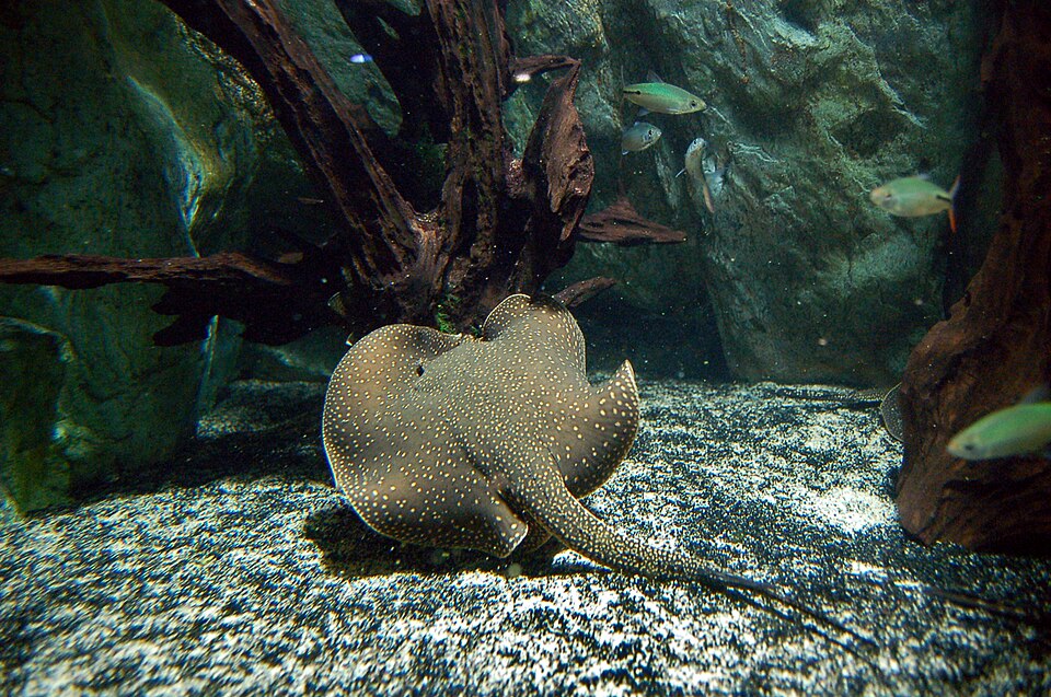 Arraia (Potamotrygon falkneri)