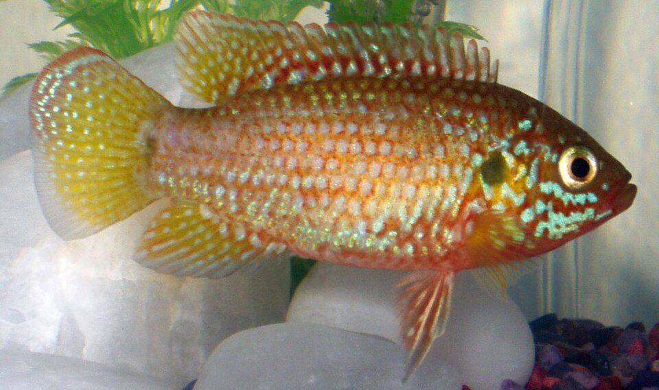 Acará Jóia (Rubricatochromis bimaculatus)
