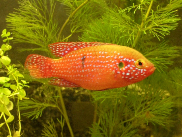 Rubricatochromis lifalili